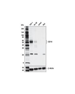 Cell Signaling CD14 (D7A2T) Rabbit mAb 20 uL