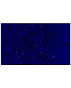 Cell Signaling LAG3 (D2G4O) XP Rabbit mAb (Alexa Fluor 555 Conjugate)