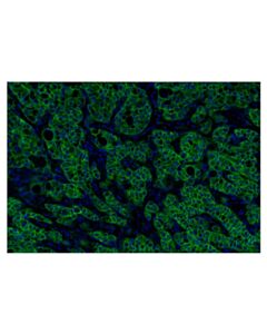 Cell Signaling EGF Receptor (D38B1) XP Rabbit mAb (Alexa Fluor 488 Conjugate)
