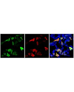 Cell Signaling Firefly Luciferase (E9W9V) Feline Chimeric mAb; 20 µl