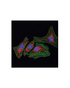 Cell Signaling Mff (E5w4m) Xp<LT/>Sup&Gt;®<LT/>/Sup&Gt; Rabbit mAb (Alexa Fluor<LT/>Sup&Gt;®<LT/>/Sup&Gt; 594 Conjugate)