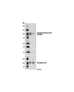 Cell Signaling Phospho-Semaphorin 4b (Ser825) Antibody