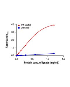 Cell Signaling Total c-Fos Matched Antibody Pair