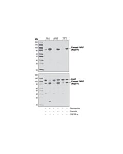 Cell Signaling Cleaved PARP (Asp214) (D64E10) Rabbit Monoclonal Antibody
