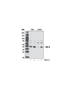 Cell Signaling Irf-8 (D20d8) Rabbit mAb