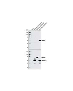 Cell Signaling Rxrgamma Antibody
