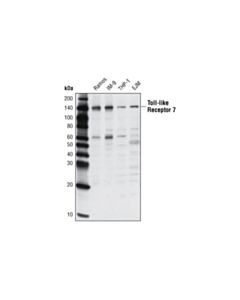 Cell Signaling Toll-Like Receptor 7 (D7) Rabbit mAb
