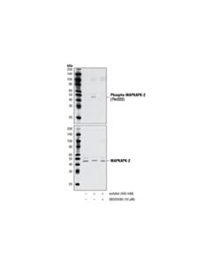 Cell Signaling Sb203580