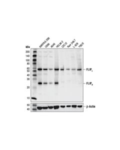 Cell Signaling Flip (D5j1e) Rabbit mAb