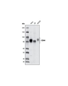 Cell Signaling Cd44 (8e2) Mouse mAb