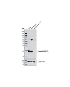 Cell Signaling Presenilin 1 (D39d1) Rabbit mAb