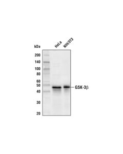 Cell Signaling Gsk-3beta (27c10) Rabbit mAb (Biotinylated)