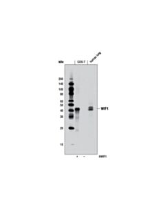 Cell Signaling Wif1 (D50f9) Rabbit mAb