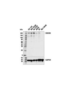 Cell Signaling DOCK5 (E6R9W) Rabbit mAb 20 uL