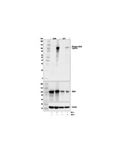 Cell Signaling Phospho-Stat6 (Tyr641) (D8s9y) Rabbit mAb
