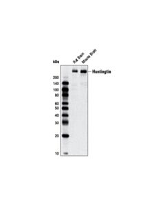Cell Signaling Huntingtin (D7f7) Xp ® Rabbit mAb