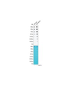 Cell Signaling N6-Methyladenosine (M6a) (D9d9w) Rabbit mAb
