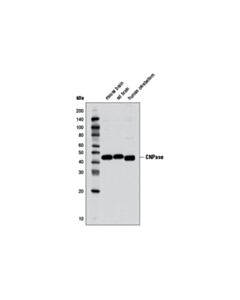 Cell Signaling Cnpase (D83e10) Xp Rabbit mAb