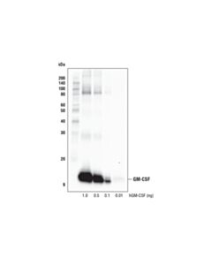 Cell Signaling Gm-Csf (E8i1v) Rabbit mAb