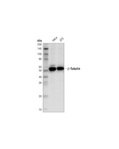 Cell Signaling Beta-Tubulin (D2n5g) Rabbit mAb (Hrp Conjugate)