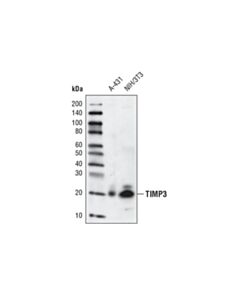 Cell Signaling TIMP3 (D74B10) Rabbit mAb 20 uL
