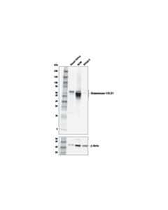 Cell Signaling Glutaminase-1/Gls1 (E9h6h) Xp Rabbit mAb