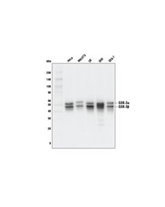 Cell Signaling Gsk-3alpha/Beta (D75d3) Rabbit mAb