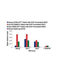 Cell Signaling Oct-4A (C30A3C1) Rabbit mAb (ChIP Formulated) 20 uL