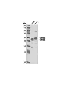 Cell Signaling Smad2/3 Antibody