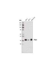Cell Signaling Pdx1 (D59h3) Xp Rabbit mAb