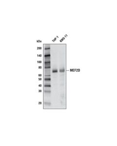 Cell Signaling Mef2d Antibody