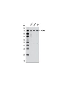 Cell Signaling Perk (D11a8) Rabbit mAb