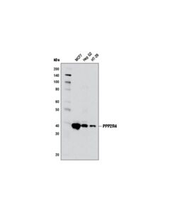 Cell Signaling PPP2R4 (5G3) Mouse mAb 20 uL