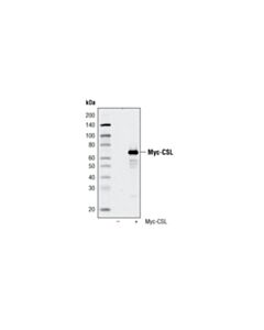 Cell Signaling Myc-Tag (9b11) Mouse mAb (Magnetic Bead Conjugate)