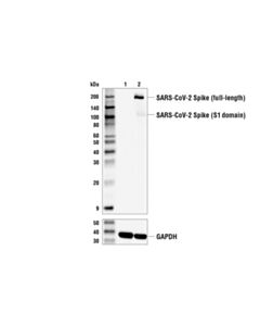 Cell Signaling Sars-Cov-2 Spike Protein (S1-Ntd) Antibody