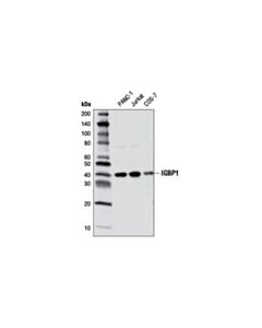Cell Signaling Igbp1 (5f6) Mouse mAb