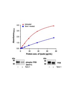 Cell Signaling PathScan RP Phospho-TFEB (Ser211) Sandwich ELISA Kit