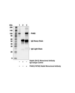 Cell Signaling PI4KB (F4P5W) Rabbit Monoclonal Antibody