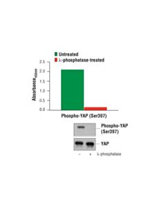 Cell Signaling Pathscan Phospho-Yap (Ser397) Sandwich ELISA Kit