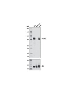Cell Signaling FoxO3a (D19A7) Rabbit mAb (BSA and Azide Free)