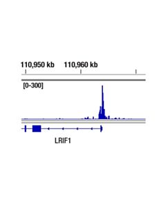 Cell Signaling Tri-Methyl-Histone H4 (Lys20) (D84D2) Rabbit mAb 20 uL