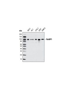 Cell Signaling Ralbp1 (D87h8) Rabbit mAb