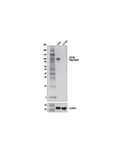 Cell Signaling CD10/Neprilysin (E9Z2W) Rabbit mAb 20 uL