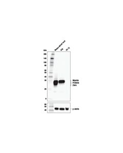 Cell Signaling Myelin Protein Zero Antibody