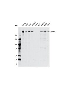 Cell Signaling Usp9x Antibody
