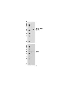 Cell Signaling Phospho-Smad1 (Ser206) (D40b7) Rabbit mAb