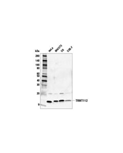 Cell Signaling Trmt112 Antibody