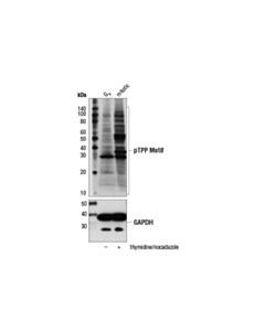 Cell Signaling Phospho-Thr-Pro-Pro Motif [pTPP] (D61C3) Rabbit mAb 20 uL