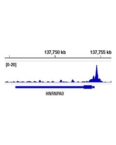 Cell Signaling P300 (E8s2v) Rabbit mAb