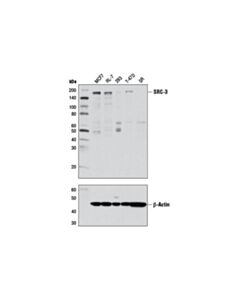 Cell Signaling Src-3 (D1f11) Rabbit mAb